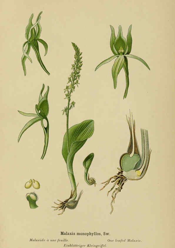 Reproducción/Reproduction 6011903281: Album des orchidées de l'Europe centrale et septentrionale Genève,Librairie Georg,1899
