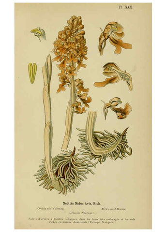 Reproducción/Reproduction 6012451420: Album des orchidées de l'Europe centrale et septentrionale Genève,Librairie Georg,1899