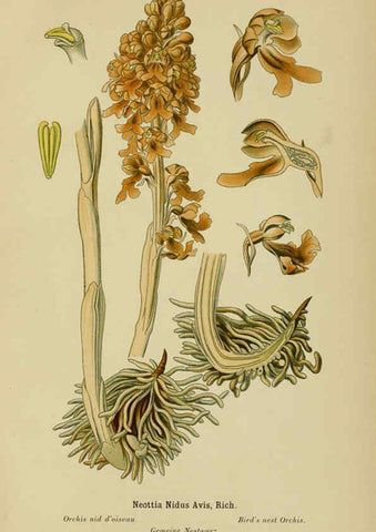 Reproducción/Reproduction 6012451420: Album des orchidées de l'Europe centrale et septentrionale Genève,Librairie Georg,1899