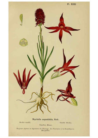 Reproducción/Reproduction 6011903969: Album des orchidées de l'Europe centrale et septentrionale Genève,Librairie Georg,1899