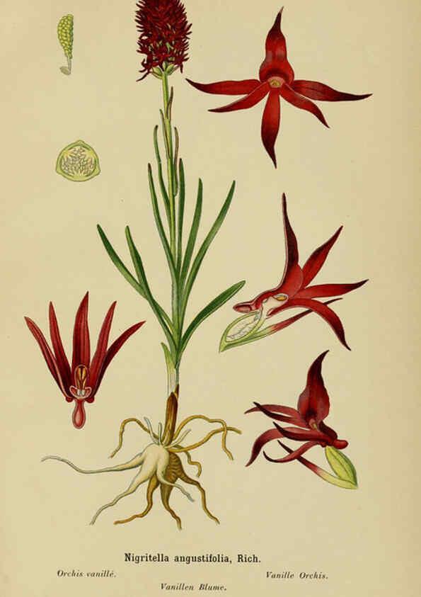 Reproducción/Reproduction 6011903969: Album des orchidées de l'Europe centrale et septentrionale Genève,Librairie Georg,1899