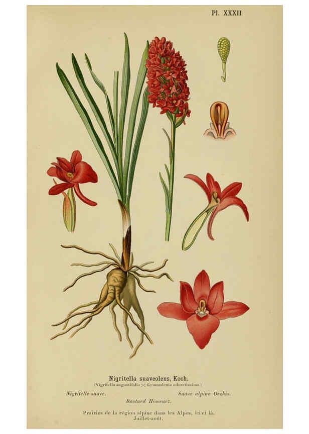 Reproducción/Reproduction 6012451816: Album des orchidées de l'Europe centrale et septentrionale Genève,Librairie Georg,1899