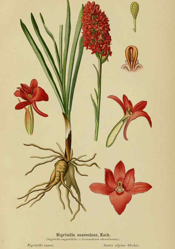 Reproducción/Reproduction 6012451816: Album des orchidées de l'Europe centrale et septentrionale Genève,Librairie Georg,1899