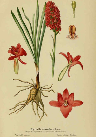 Reproducción/Reproduction 6012451816: Album des orchidées de l'Europe centrale et septentrionale Genève,Librairie Georg,1899