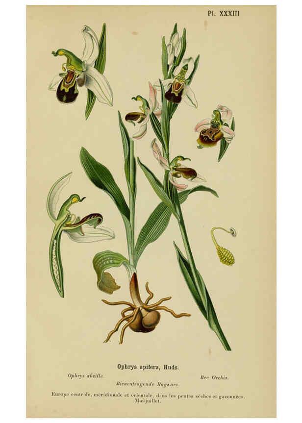 Reproducción/Reproduction 6012452012: Album des orchidées de l'Europe centrale et septentrionale Genève,Librairie Georg,1899