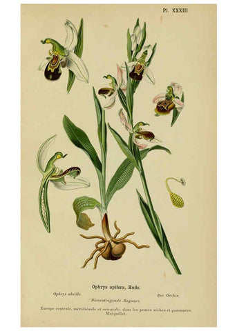 Reproducción/Reproduction 6012452012: Album des orchidées de l'Europe centrale et septentrionale Genève,Librairie Georg,1899