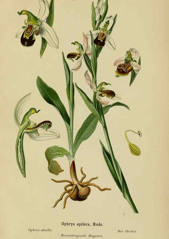 Reproducción/Reproduction 6012452012: Album des orchidées de l'Europe centrale et septentrionale Genève,Librairie Georg,1899
