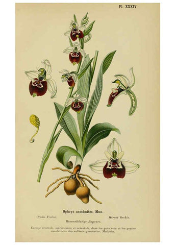 Reproducción/Reproduction 6011904547: Album des orchidées de l'Europe centrale et septentrionale Genève,Librairie Georg,1899