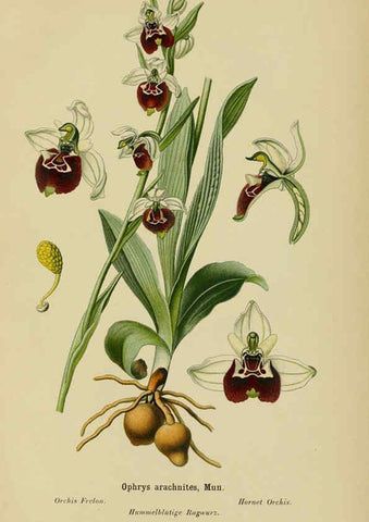 Reproducción/Reproduction 6011904547: Album des orchidées de l'Europe centrale et septentrionale Genève,Librairie Georg,1899