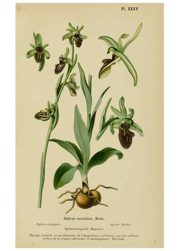 Reproducción/Reproduction 6012452450: Album des orchidées de l'Europe centrale et septentrionale Genève,Librairie Georg,1899