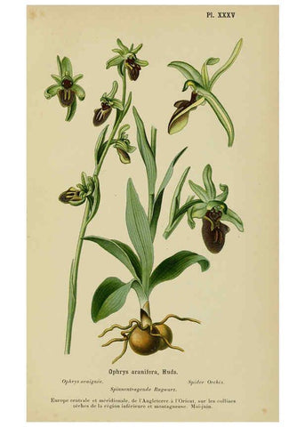 Reproducción/Reproduction 6012452450: Album des orchidées de l'Europe centrale et septentrionale Genève,Librairie Georg,1899