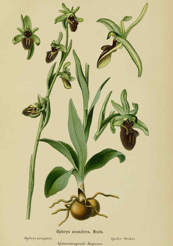 Reproducción/Reproduction 6012452450: Album des orchidées de l'Europe centrale et septentrionale Genève,Librairie Georg,1899
