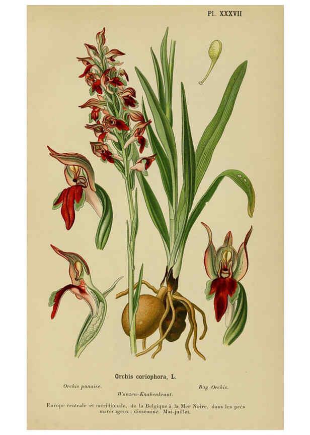 Reproducción/Reproduction 6012452964: Album des orchidées de l'Europe centrale et septentrionale Genève,Librairie Georg,1899