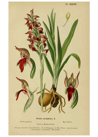 Reproducción/Reproduction 6012452964: Album des orchidées de l'Europe centrale et septentrionale Genève,Librairie Georg,1899