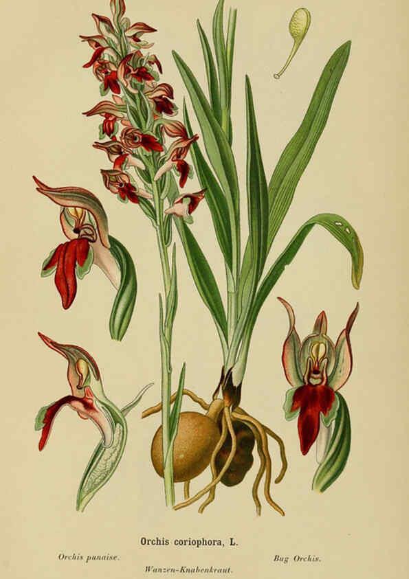 Reproducción/Reproduction 6012452964: Album des orchidées de l'Europe centrale et septentrionale Genève,Librairie Georg,1899