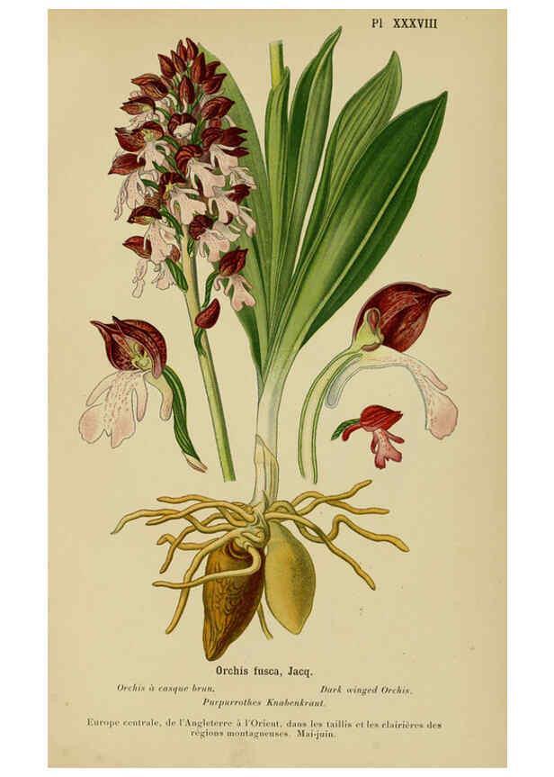 Reproducción/Reproduction 6012453234: Album des orchidées de l'Europe centrale et septentrionale Genève,Librairie Georg,1899