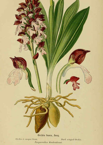 Reproducción/Reproduction 6012453234: Album des orchidées de l'Europe centrale et septentrionale Genève,Librairie Georg,1899