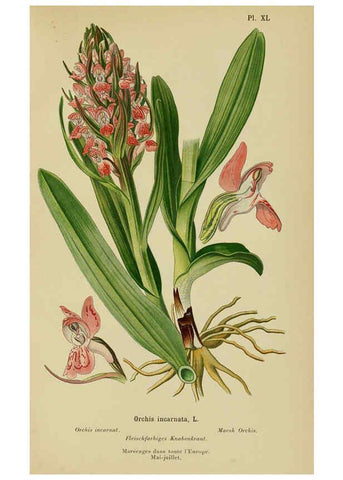 Reproducción/Reproduction 6012453758: Album des orchidées de l'Europe centrale et septentrionale Genève,Librairie Georg,1899