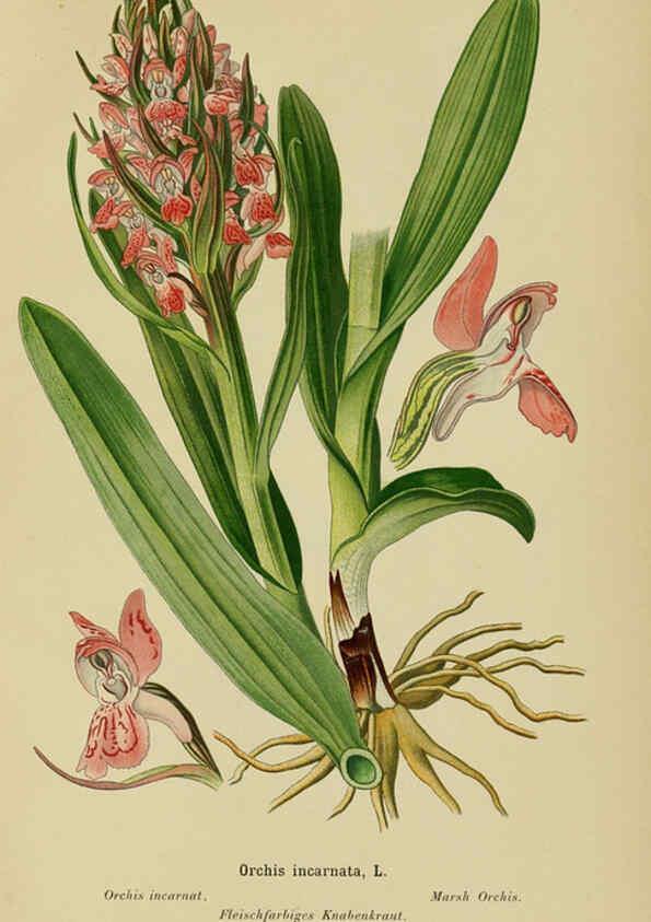 Reproducción/Reproduction 6012453758: Album des orchidées de l'Europe centrale et septentrionale Genève,Librairie Georg,1899