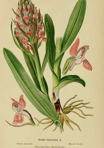 Reproducción/Reproduction 6012453758: Album des orchidées de l'Europe centrale et septentrionale Genève,Librairie Georg,1899