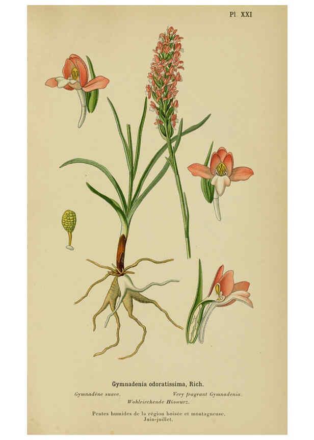 Reproducción/Reproduction 6012449078: Album des orchidées de l'Europe centrale et septentrionale Genève,Librairie Georg,1899