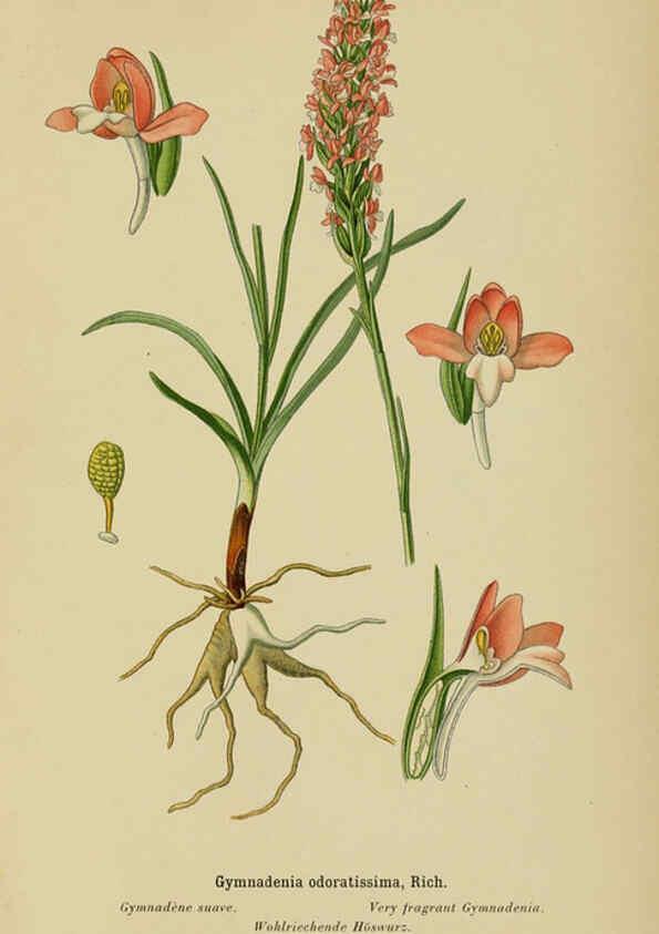 Reproducción/Reproduction 6012449078: Album des orchidées de l'Europe centrale et septentrionale Genève,Librairie Georg,1899