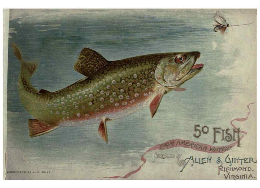 Reproducción/Reproduction 6012466738: 50 fish from American waters Richmond, Va. :Allen & Ginter,[188-?] 