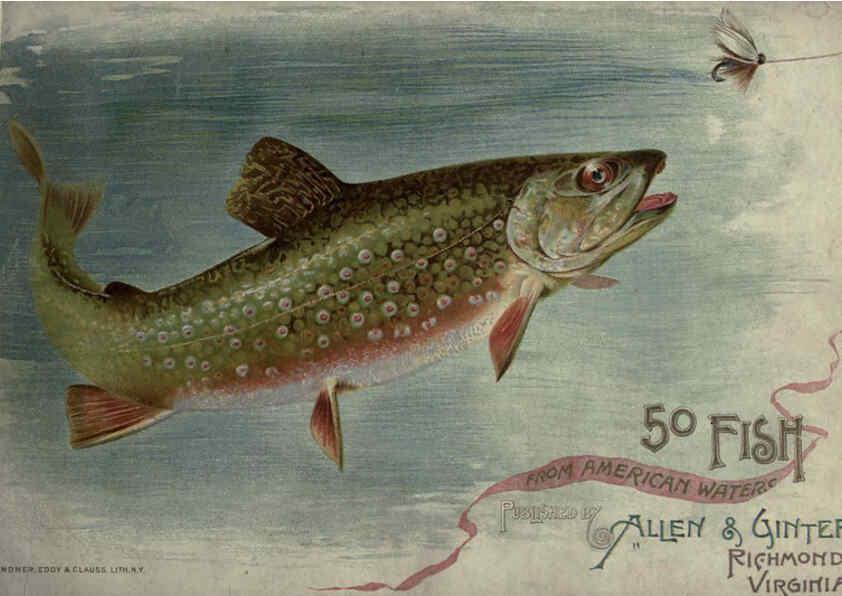 Reproducción/Reproduction 6012466738: 50 fish from American waters Richmond, Va. :Allen & Ginter,[188-?] 