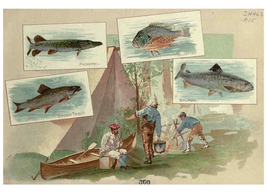 Reproducción/Reproduction 6012467056: 50 fish from American waters Richmond, Va. :Allen & Ginter,[188-?] 
