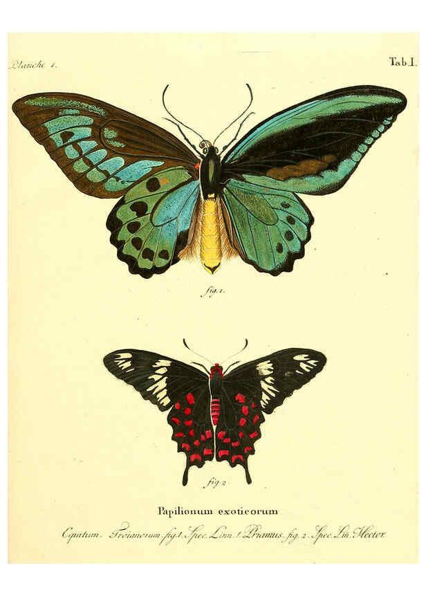 Reproducción/Reproduction 6011985561: Die ausländischen Schmetterlinge in Abbildungen nach der Natur. v.2, plates Erlangen :im Verlage der Expedition des Esper'schen Schmetterlings- und des Schreber'schen Säugthierwerkes,[1830] 