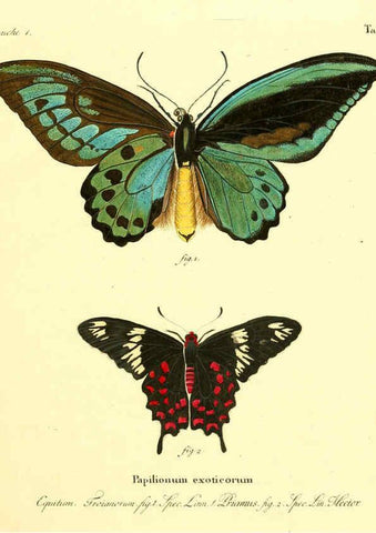 Reproducción/Reproduction 6011985561: Die ausländischen Schmetterlinge in Abbildungen nach der Natur. v.2, plates Erlangen :im Verlage der Expedition des Esper'schen Schmetterlings- und des Schreber'schen Säugthierwerkes,[1830] 