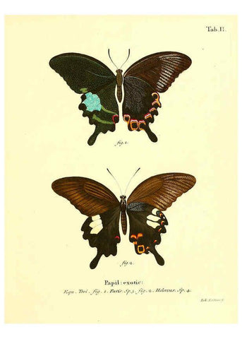 Reproducción/Reproduction 6011985865: Die ausländischen Schmetterlinge in Abbildungen nach der Natur. v.2, plates Erlangen :im Verlage der Expedition des Esper'schen Schmetterlings- und des Schreber'schen Säugthierwerkes,[1830] 
