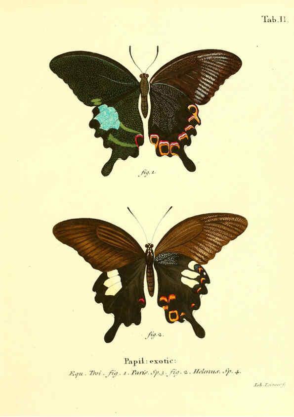 Reproducción/Reproduction 6011985865: Die ausländischen Schmetterlinge in Abbildungen nach der Natur. v.2, plates Erlangen :im Verlage der Expedition des Esper'schen Schmetterlings- und des Schreber'schen Säugthierwerkes,[1830] 