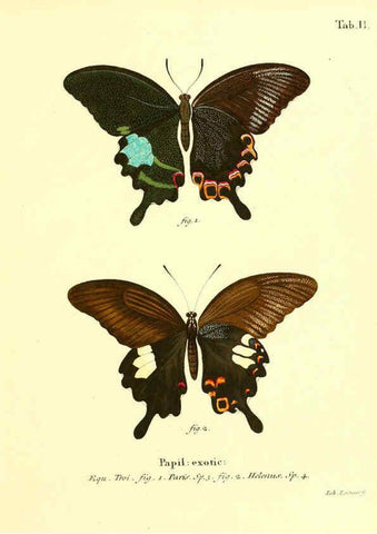 Reproducción/Reproduction 6011985865: Die ausländischen Schmetterlinge in Abbildungen nach der Natur. v.2, plates Erlangen :im Verlage der Expedition des Esper'schen Schmetterlings- und des Schreber'schen Säugthierwerkes,[1830] 