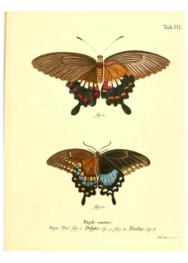 Reproducción/Reproduction 6012532980: Die ausländischen Schmetterlinge in Abbildungen nach der Natur. v.2, plates Erlangen :im Verlage der Expedition des Esper'schen Schmetterlings- und des Schreber'schen Säugthierwerkes,[1830] 