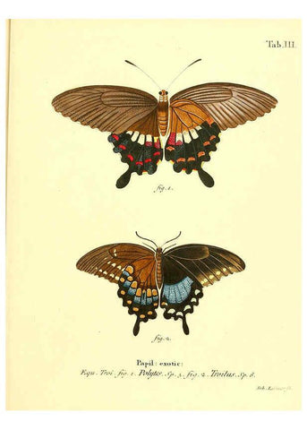 Reproducción/Reproduction 6012532980: Die ausländischen Schmetterlinge in Abbildungen nach der Natur. v.2, plates Erlangen :im Verlage der Expedition des Esper'schen Schmetterlings- und des Schreber'schen Säugthierwerkes,[1830] 