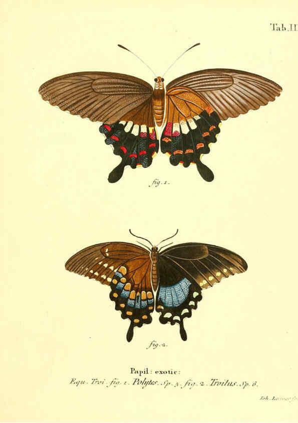 Reproducción/Reproduction 6012532980: Die ausländischen Schmetterlinge in Abbildungen nach der Natur. v.2, plates Erlangen :im Verlage der Expedition des Esper'schen Schmetterlings- und des Schreber'schen Säugthierwerkes,[1830] 