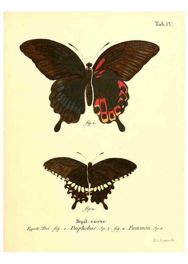 Reproducción/Reproduction 6011986349: Die ausländischen Schmetterlinge in Abbildungen nach der Natur. v.2, plates Erlangen :im Verlage der Expedition des Esper'schen Schmetterlings- und des Schreber'schen Säugthierwerkes,[1830] 