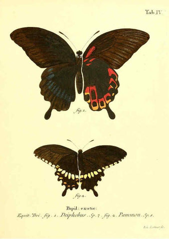 Reproducción/Reproduction 6011986349: Die ausländischen Schmetterlinge in Abbildungen nach der Natur. v.2, plates Erlangen :im Verlage der Expedition des Esper'schen Schmetterlings- und des Schreber'schen Säugthierwerkes,[1830] 