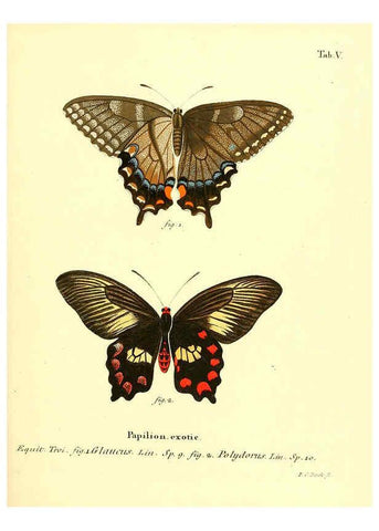 Reproducción/Reproduction 6012533590: Die ausländischen Schmetterlinge in Abbildungen nach der Natur. v.2, plates Erlangen :im Verlage der Expedition des Esper'schen Schmetterlings- und des Schreber'schen Säugthierwerkes,[1830] 
