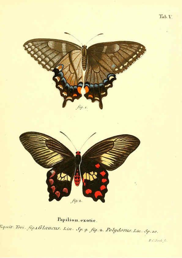 Reproducción/Reproduction 6012533590: Die ausländischen Schmetterlinge in Abbildungen nach der Natur. v.2, plates Erlangen :im Verlage der Expedition des Esper'schen Schmetterlings- und des Schreber'schen Säugthierwerkes,[1830] 