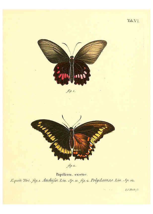 Reproducción/Reproduction 6011986841: Die ausländischen Schmetterlinge in Abbildungen nach der Natur. v.2, plates Erlangen :im Verlage der Expedition des Esper'schen Schmetterlings- und des Schreber'schen Säugthierwerkes,[1830] 
