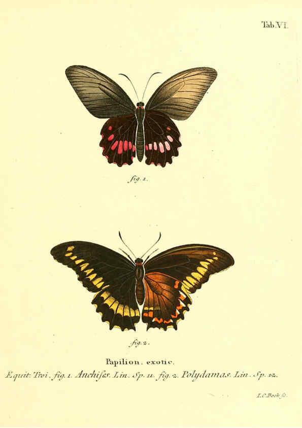 Reproducción/Reproduction 6011986841: Die ausländischen Schmetterlinge in Abbildungen nach der Natur. v.2, plates Erlangen :im Verlage der Expedition des Esper'schen Schmetterlings- und des Schreber'schen Säugthierwerkes,[1830] 