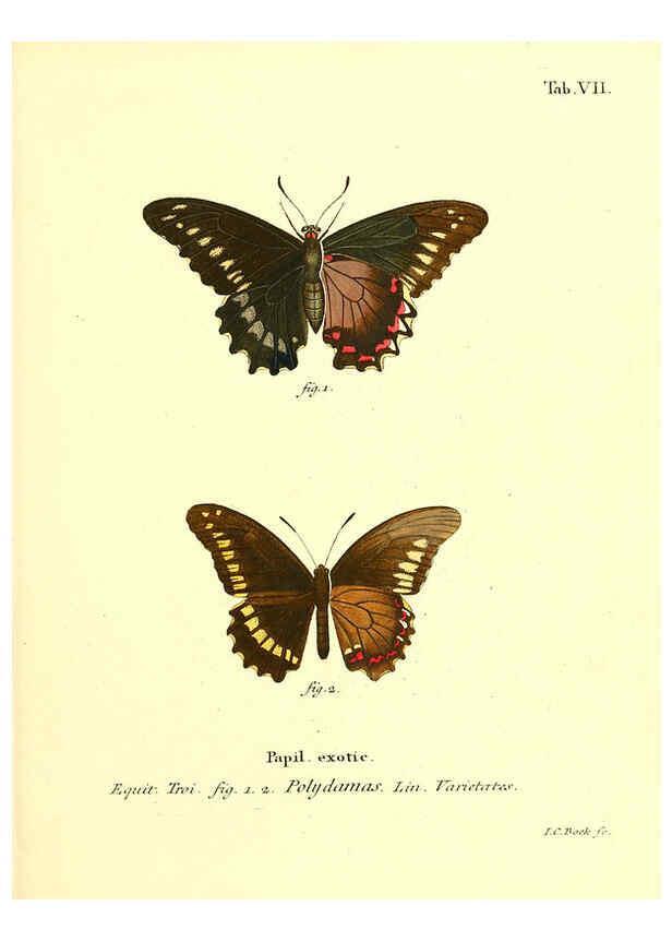 Reproducción/Reproduction 6012533966: Die ausländischen Schmetterlinge in Abbildungen nach der Natur. v.2, plates Erlangen :im Verlage der Expedition des Esper'schen Schmetterlings- und des Schreber'schen Säugthierwerkes,[1830] 