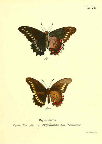 Reproducción/Reproduction 6012533966: Die ausländischen Schmetterlinge in Abbildungen nach der Natur. v.2, plates Erlangen :im Verlage der Expedition des Esper'schen Schmetterlings- und des Schreber'schen Säugthierwerkes,[1830] 