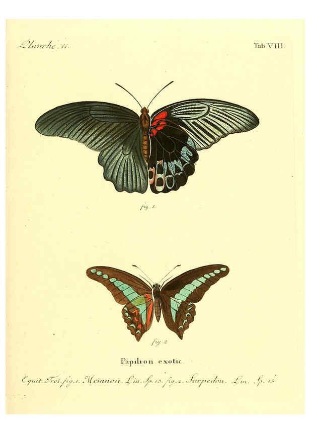 Reproducción/Reproduction 6011987257: Die ausländischen Schmetterlinge in Abbildungen nach der Natur. v.2, plates Erlangen :im Verlage der Expedition des Esper'schen Schmetterlings- und des Schreber'schen Säugthierwerkes,[1830] 