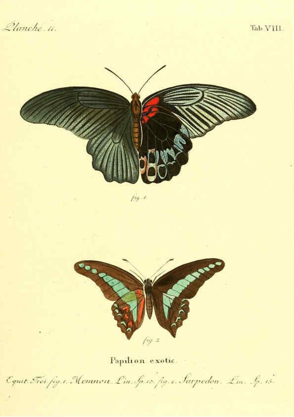 Reproducción/Reproduction 6011987257: Die ausländischen Schmetterlinge in Abbildungen nach der Natur. v.2, plates Erlangen :im Verlage der Expedition des Esper'schen Schmetterlings- und des Schreber'schen Säugthierwerkes,[1830] 