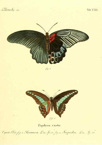 Reproducción/Reproduction 6011987257: Die ausländischen Schmetterlinge in Abbildungen nach der Natur. v.2, plates Erlangen :im Verlage der Expedition des Esper'schen Schmetterlings- und des Schreber'schen Säugthierwerkes,[1830] 