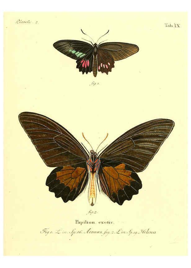 Reproducción/Reproduction 6012534408: Die ausländischen Schmetterlinge in Abbildungen nach der Natur. v.2, plates Erlangen :im Verlage der Expedition des Esper'schen Schmetterlings- und des Schreber'schen Säugthierwerkes,[1830] 