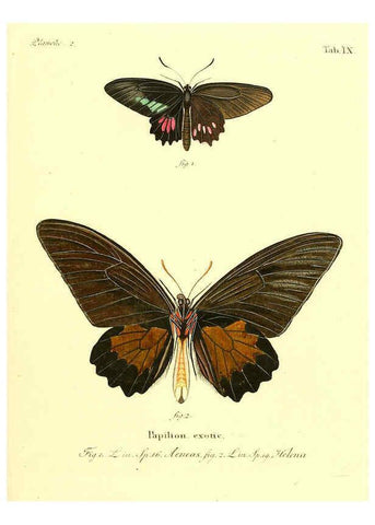Reproducción/Reproduction 6012534408: Die ausländischen Schmetterlinge in Abbildungen nach der Natur. v.2, plates Erlangen :im Verlage der Expedition des Esper'schen Schmetterlings- und des Schreber'schen Säugthierwerkes,[1830] 